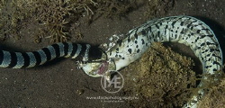 Sea krait feasting on a moray eel by Arno Enzo 